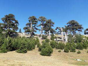 Il Giardino degli De